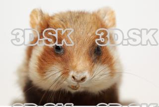 Hamster 0012